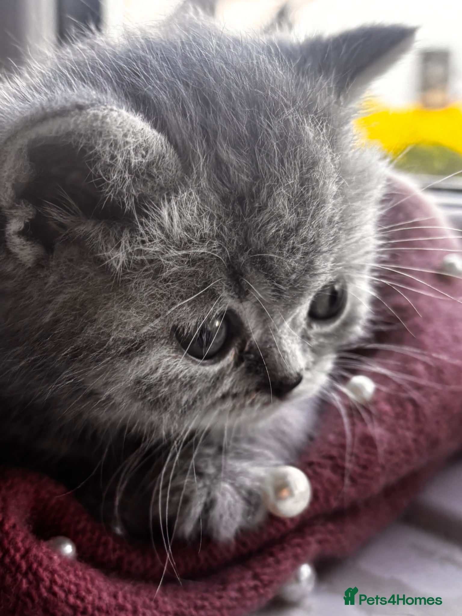 British Shorthair cats Last boy left Blue tabby’s British shorthair  - Advert 12