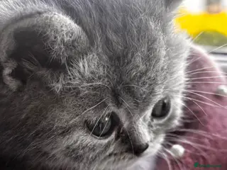 British Shorthair cats Last boy left Blue tabby’s British shorthair - Advert 12