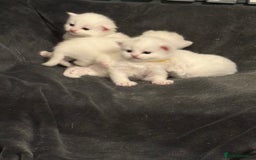 Mixed Breed cats for sale: Mixed snowshoe kitten - Image 6
