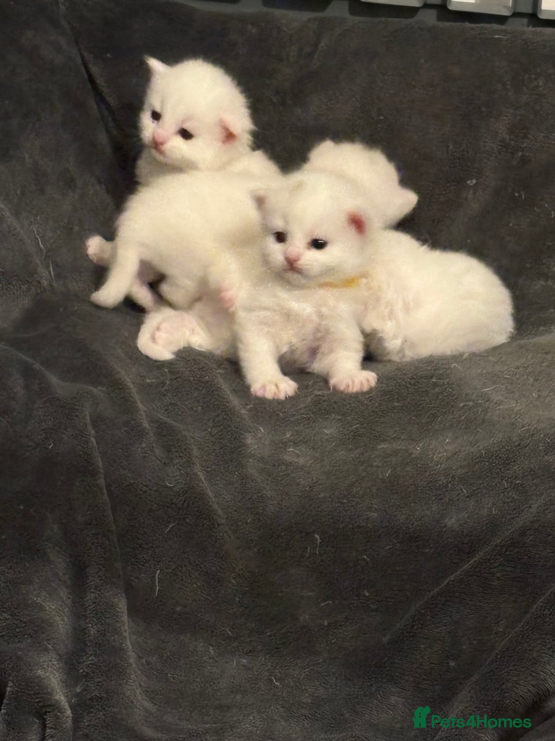 Mixed Breed cats for sale: Mixed snowshoe kitten - Image 6