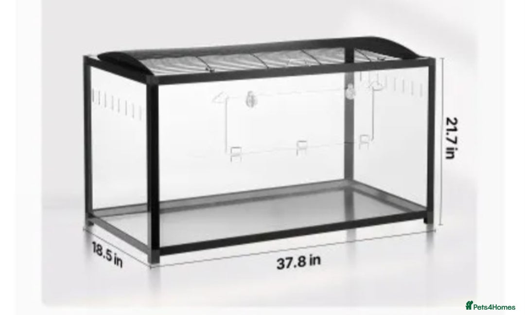 Hamster rodents for sale: Syrian Hamster - Advert 8