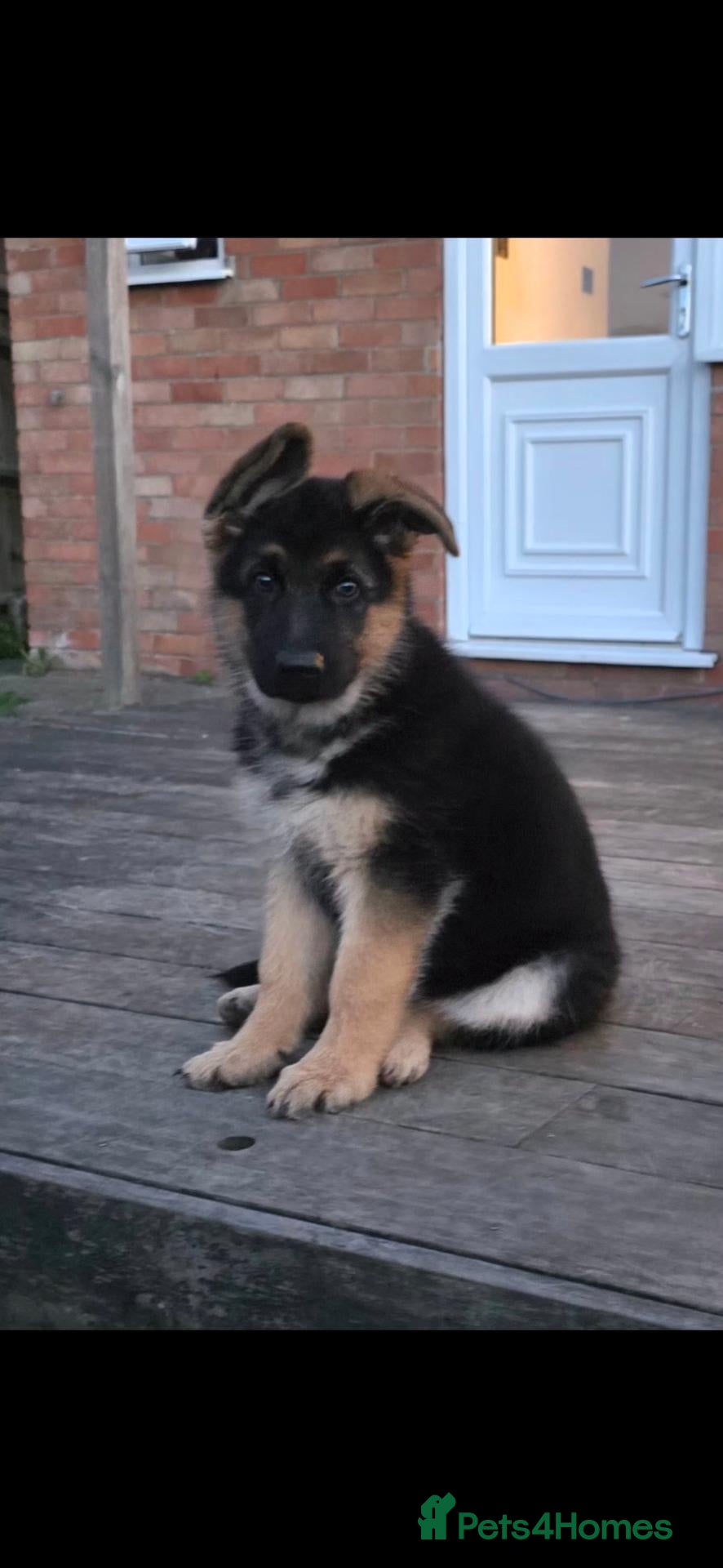 German Shepherd dogs  BEAUTIFUL GERMAN SHEPHERD PUPPIES (3 girls) - Advert 2