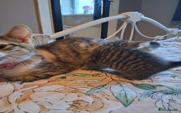 Mixed Breed cats for sale: Beautiful Kittens  - Image 5