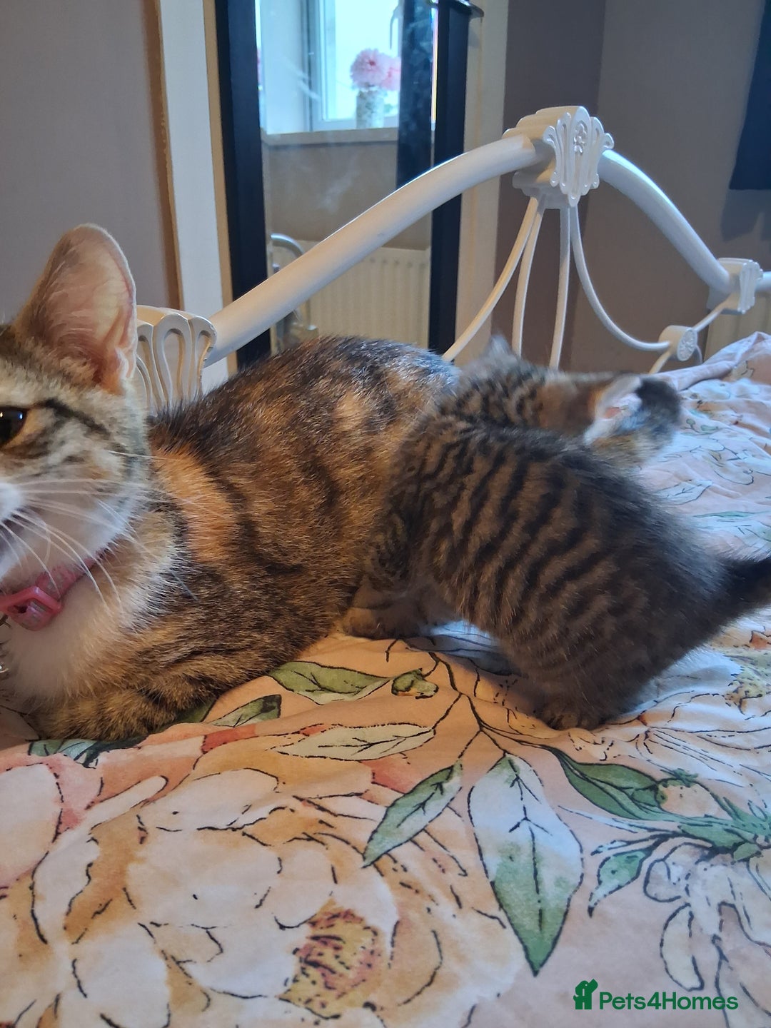 Mixed Breed cats for sale: Beautiful Kittens  - Image 5
