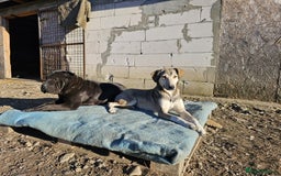 Shar Pei dogs for adoption: LIPA - a Superb, limping Girl, for a Loving Home - Image 3