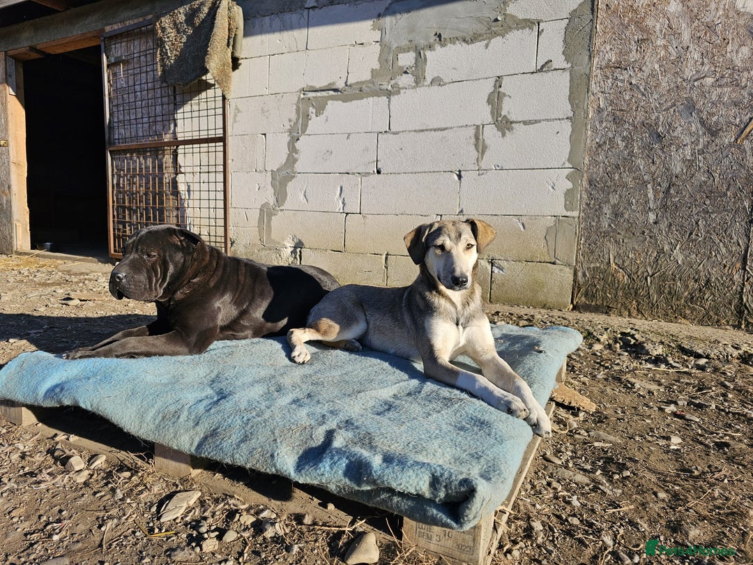 Shar Pei dogs for adoption: LIPA - a Superb, limping Girl, for a Loving Home - Image 3