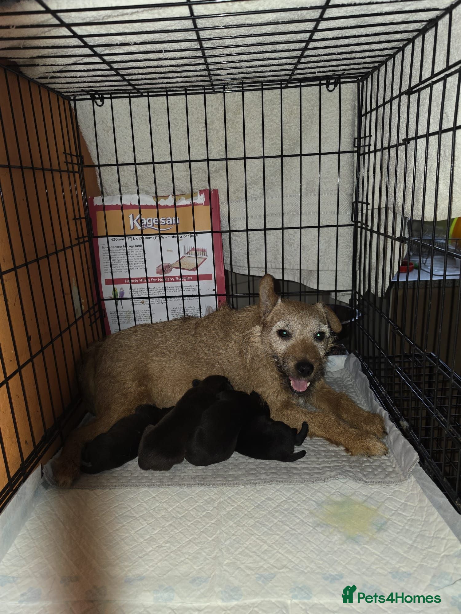Mixed Breed dogs Patterdale lakeland boarder x patterdale - Advert 1