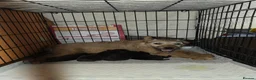 Mixed Breed dogs for sale: Patterdale lakeland boarder x patterdale in Stoke-on-Trent - Advert 1