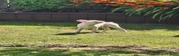 Boston Terrier dogs for sale: 1 Available Reduced Rare Boston Terriers Boys.  - Advert 5