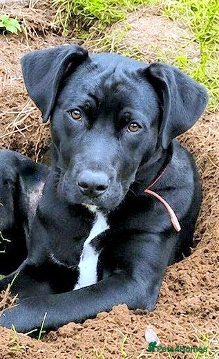 Mixed Breed dogs 🐾 SHEAMY | Smart, Sensitive Labrador Cross ❤️ - Advert 2