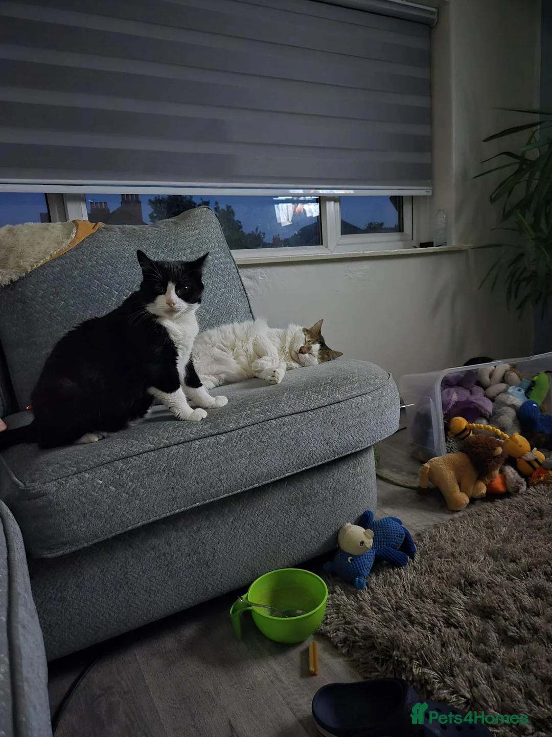 Mixed Breed cats for sale: 2 cats for re-homeing  in Manchester - Advert 1
