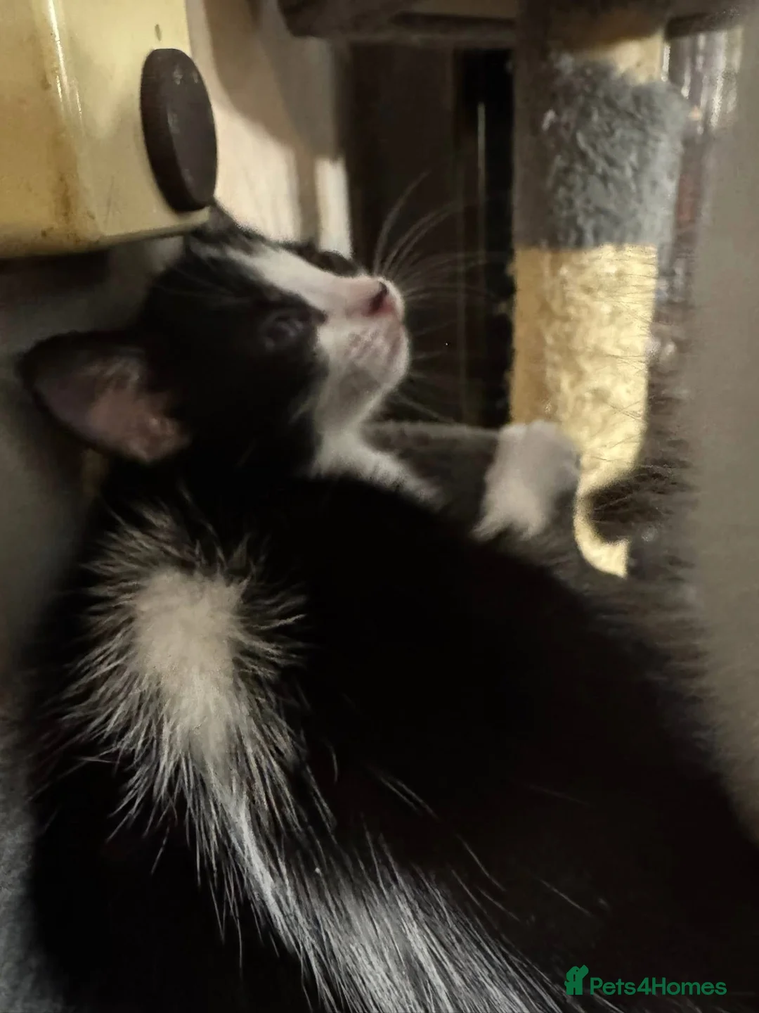 Mixed Breed cats for sale: 1 boy left other 2 have been found a home  in Chatham - Advert 1