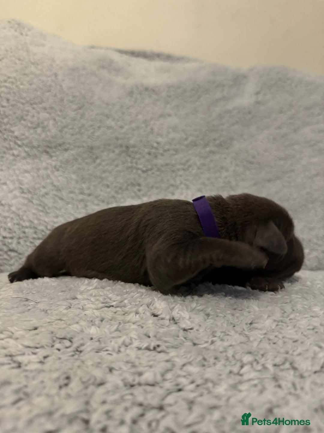 Bandog dogs for sale: 🐾 🌟 Premium multigen Bandogge Puppies🌟🐾 - Image 16