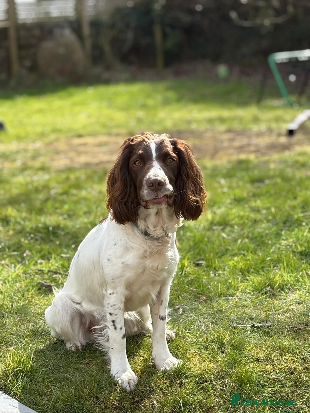 English Springer Spaniel dogs for sale: Springer Spaniels, liver and white, North Wales. - Advert 5