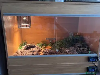 Milk Snake reptiles Honduran milk snake - Advert 2