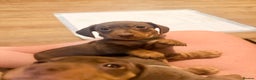 Miniature Dachshund dogs for sale: 3 girls Left Miniature Dachshund chocolate & tan - Advert 3