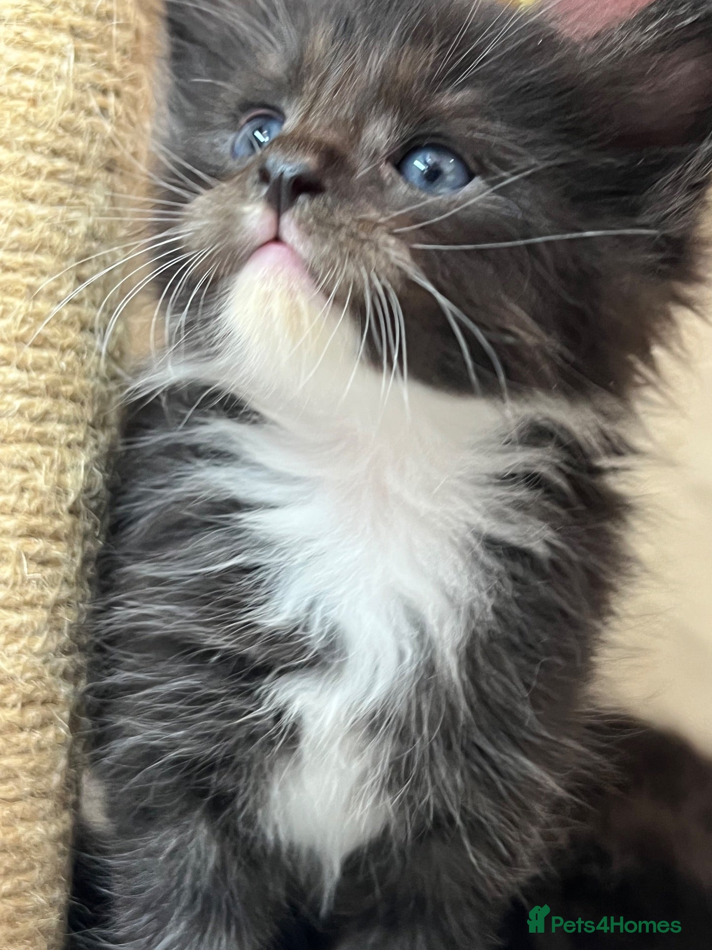 Maine Coon cats 🐾 Fluffy pure Maine coon dad is registered 🐾 - Advert 5