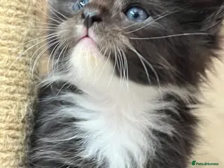 Maine Coon cats 🐾 Fluffy pure Maine coon dad is registered 🐾 - Advert 5