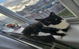 Mixed Breed cats for sale: Faith – Sweet Black & White Girl Needs a Home - Image 2