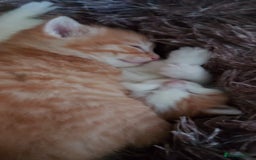 American Shorthair cats for sale: 4 kittens  - Image 1
