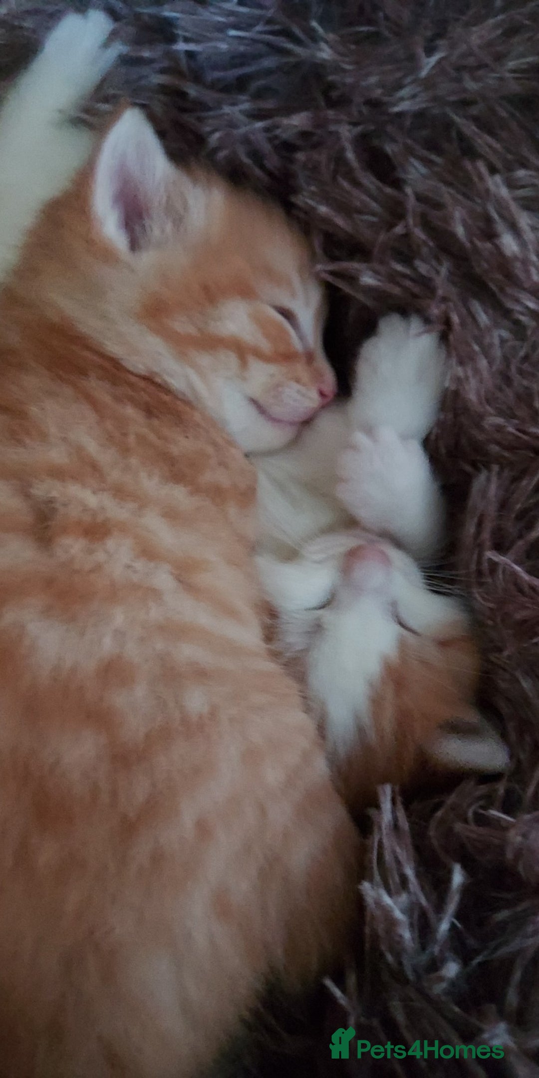 American Shorthair cats for sale: 4 kittens  - Image 1