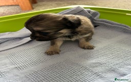 Chipoo dogs for sale: F1b Chipoo puppies - Image 5