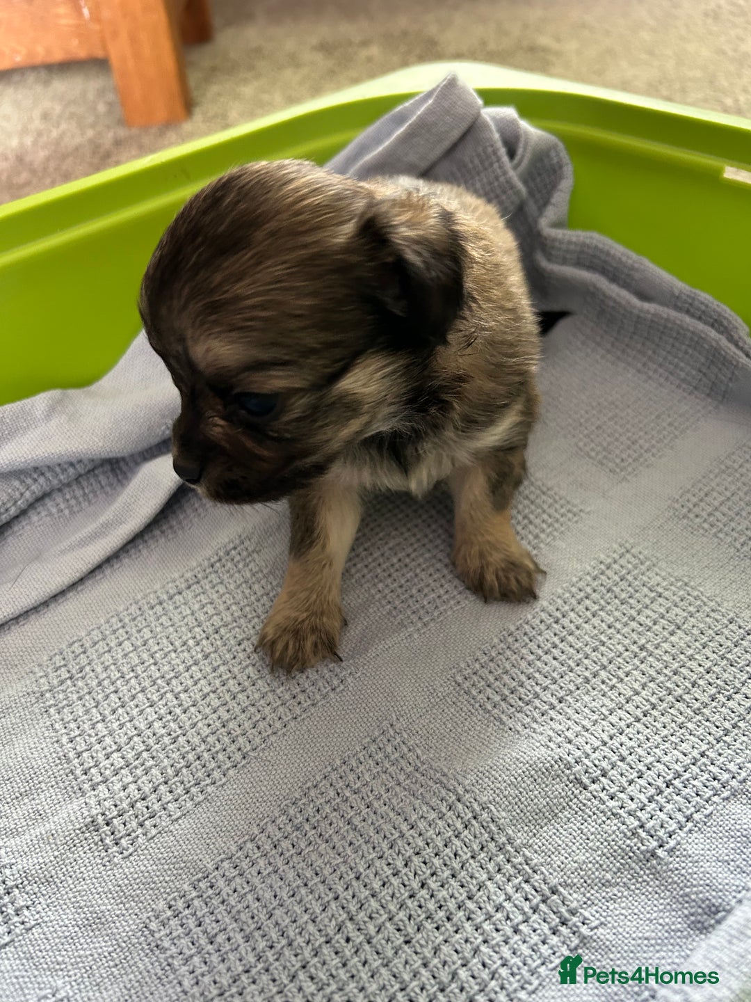 Chipoo dogs for sale: F1b Chipoo puppies - Image 5