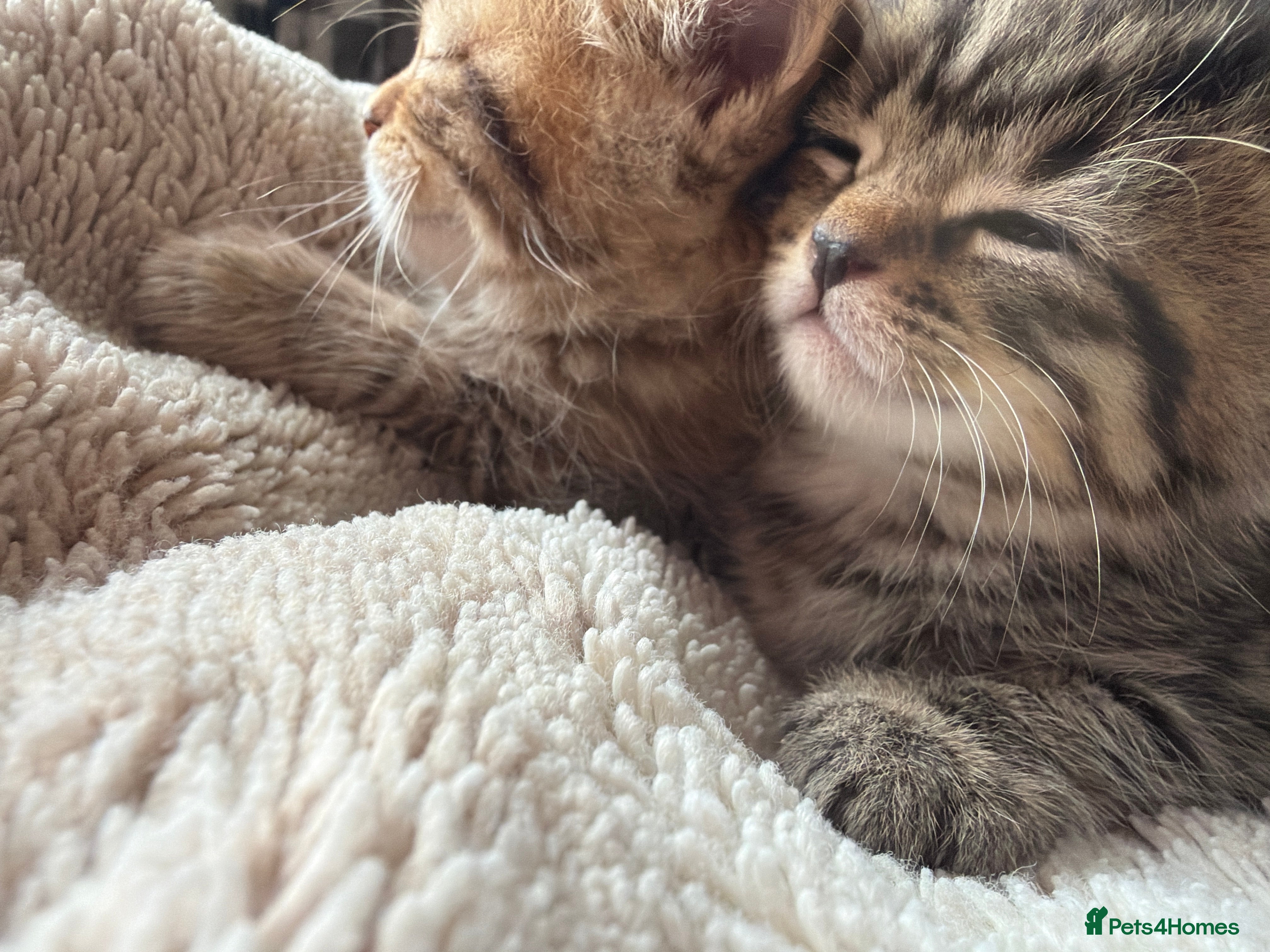 British Shorthair cats for sale: 5 Adorable Kittens – British Shorthair Cross 🐾 - Advert 2