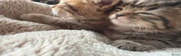 British Shorthair cats for sale: 5 Adorable Kittens – British Shorthair Cross 🐾 - Advert 2