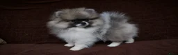 Pomeranian dogs for sale: Pom puppies with Kc reg , pedigree for sale - Advert 14