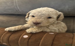 Labradoodle dogs for sale: Miniature Labradoodle puppies - Image 14