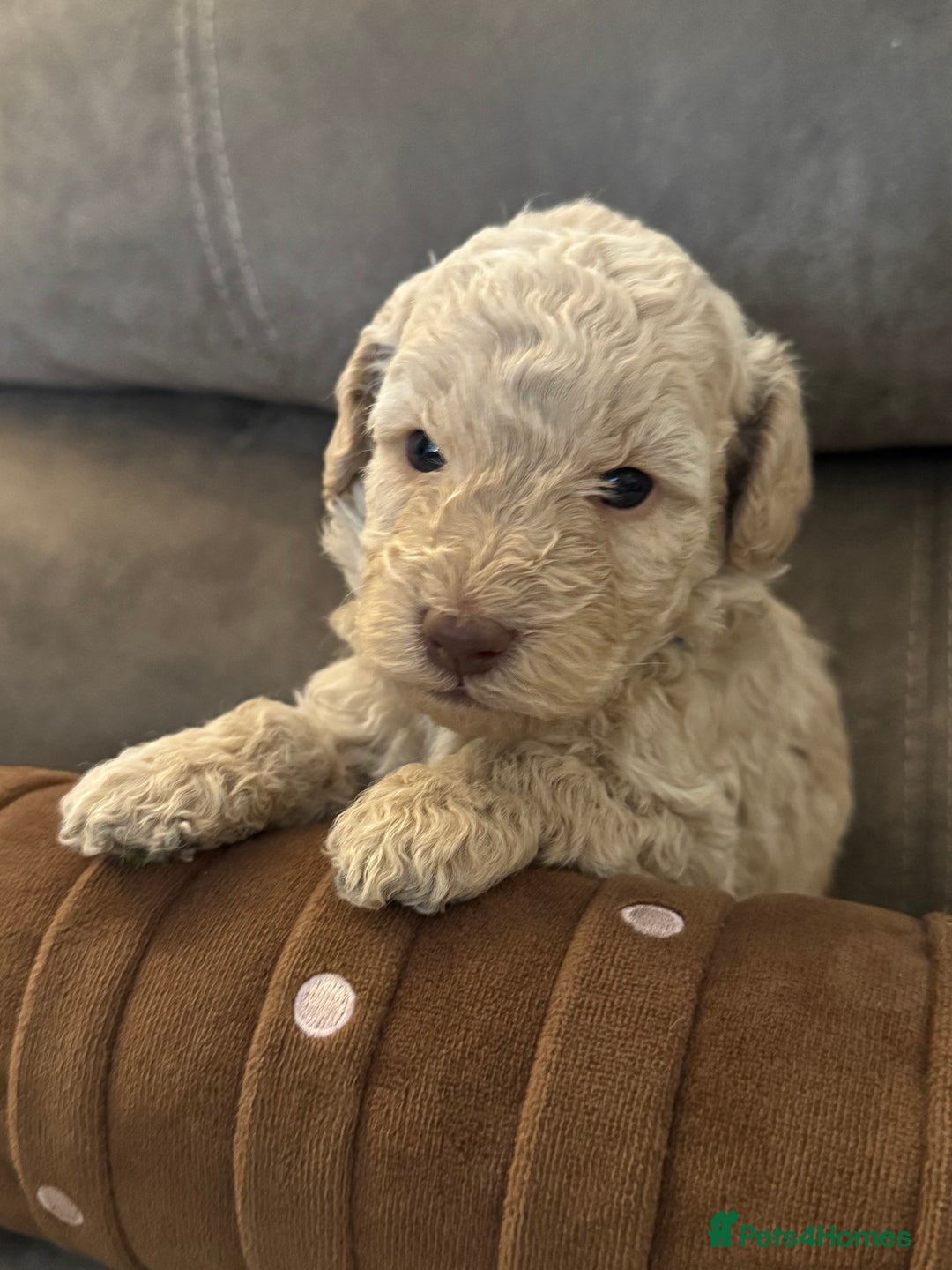 Labradoodle dogs for sale: Miniature Labradoodle puppies - Image 14
