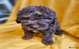 Mixed Breed dogs for sale: Miniature labradoodle cockapoo bedlington pup - Image 31