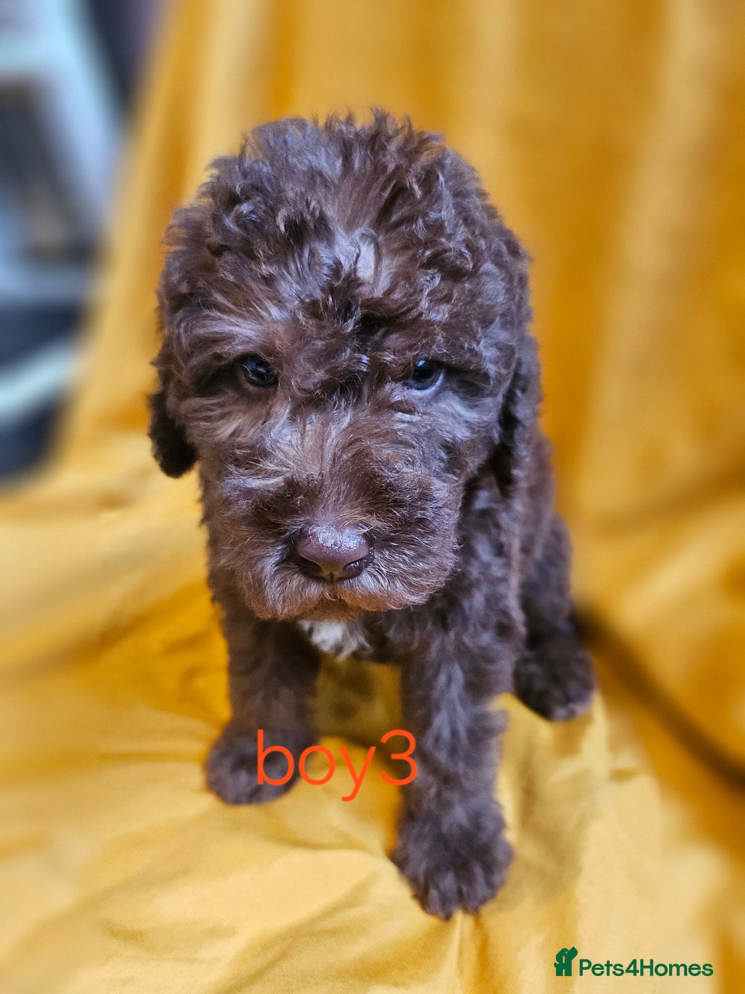 Mixed Breed dogs for sale: Miniature labradoodle cockapoo bedlington pup - Image 31