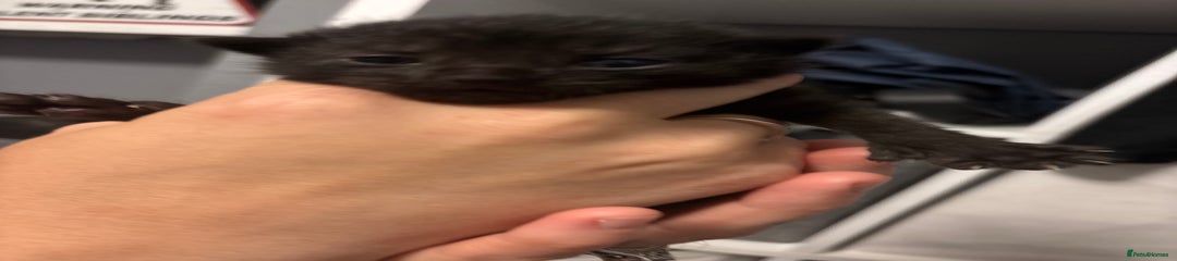 Mixed Breed Kitten 2