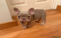 French Bulldog dogs for sale: Adorable French Bulldog Puppies for Sale 🐾 - Advert 22