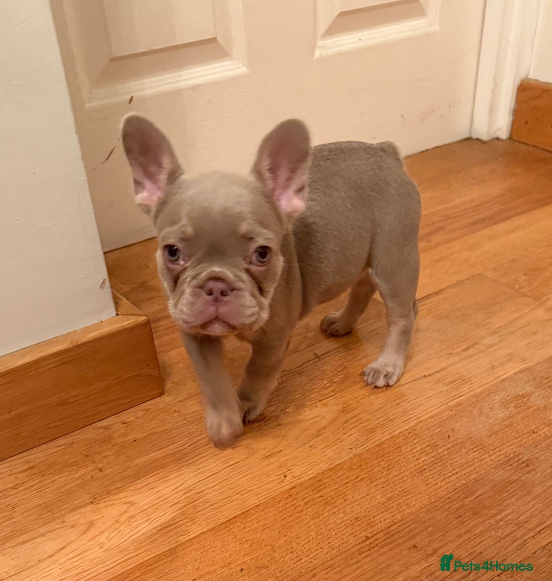 French Bulldog dogs for sale: Adorable French Bulldog Puppies for Sale 🐾 - Advert 22