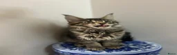 Maine Coon cats for sale: Licensed breeder-maine coon kittens - Advert 13