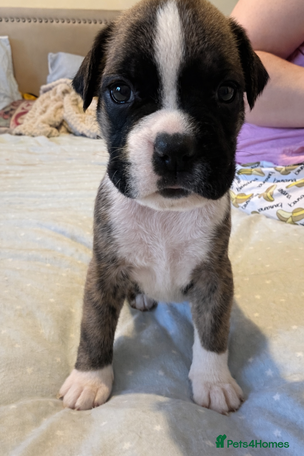 Boxer dogs Health tested amazing puppies  - Advert 9