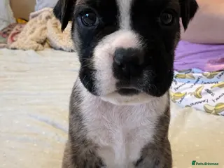 Boxer dogs Health tested amazing puppies - Advert 9