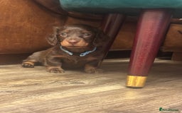 Miniature Dachshund dogs for sale: KC reg miniature dachshunds long and short coated  - Image 22
