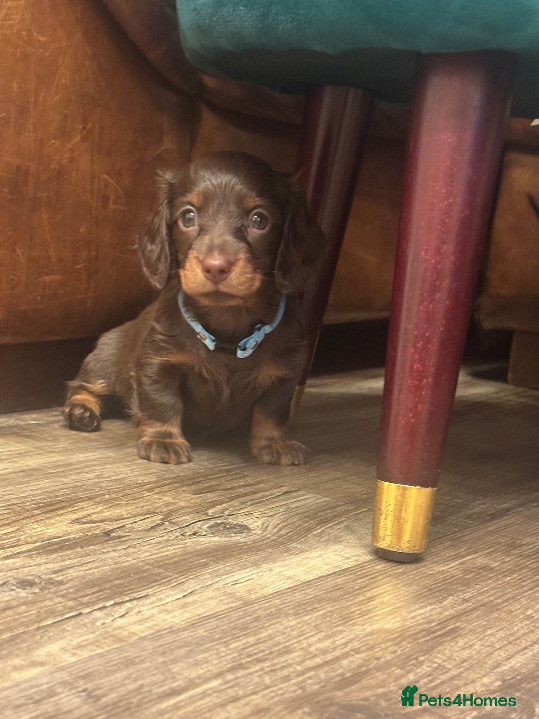 Miniature Dachshund dogs for sale: KC reg miniature dachshunds long and short coated  - Image 22