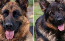 German Shepherd dogs for sale: 1 KC reg Quality Showline female puppy available  - Image 3