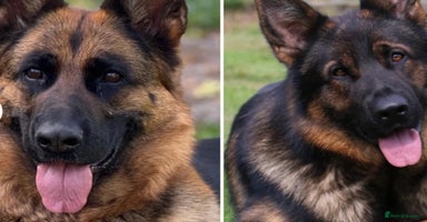 German Shepherd dogs - Advert 6