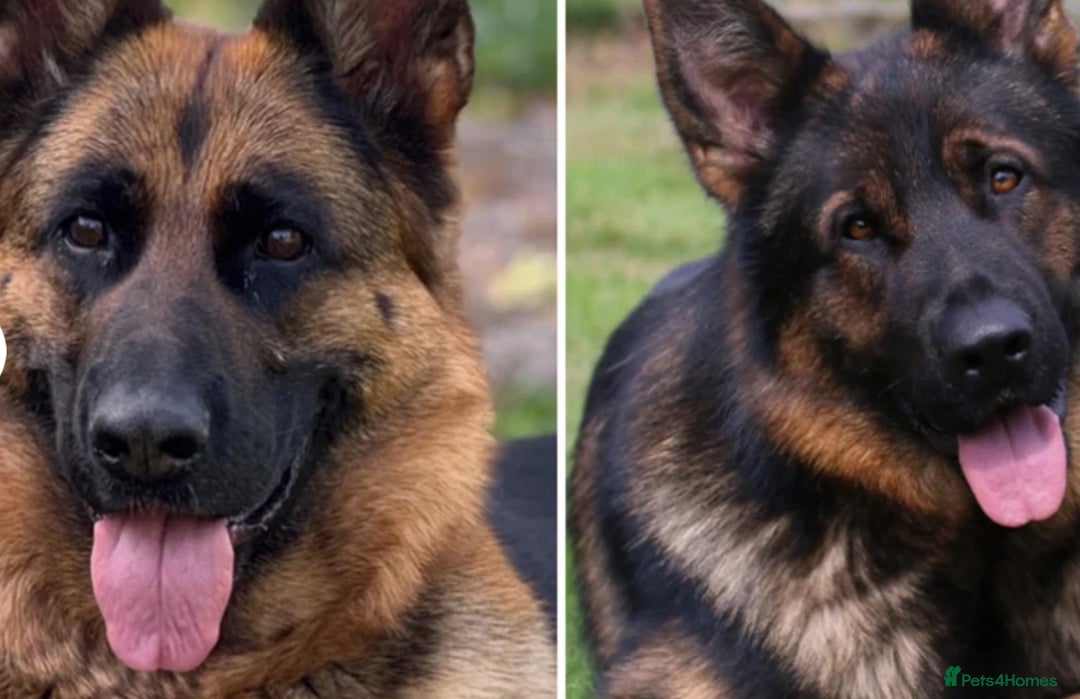 German Shepherd dogs for sale: 1 KC reg Quality Showline female puppy available  - Image 3
