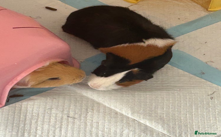 Guinea Pig rodents - Advert 2