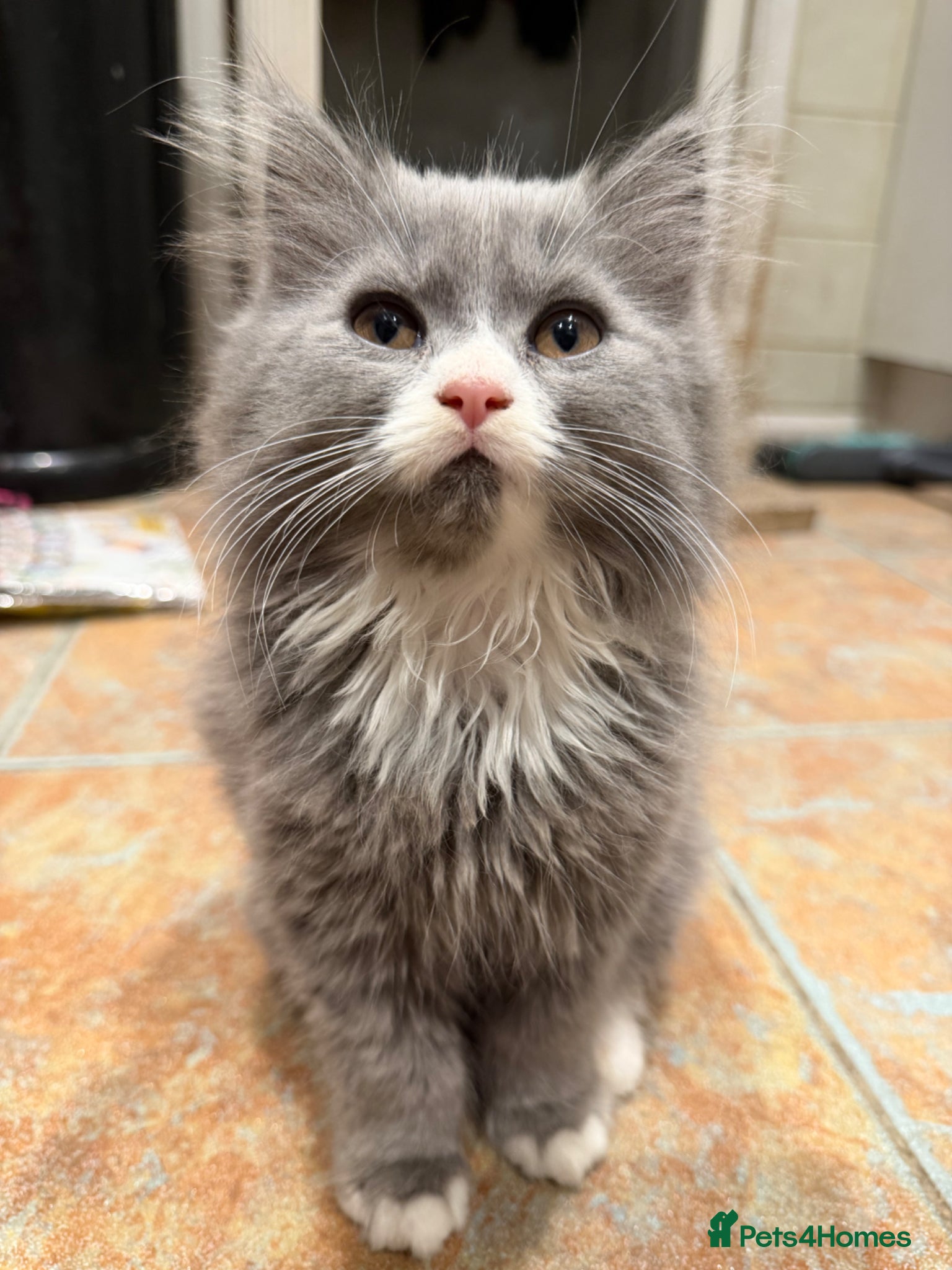 Persian cats for sale: Chinchilla Persian kittens  - Advert 3