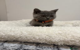British Longhair cats for sale: Pure blues  - Image 1