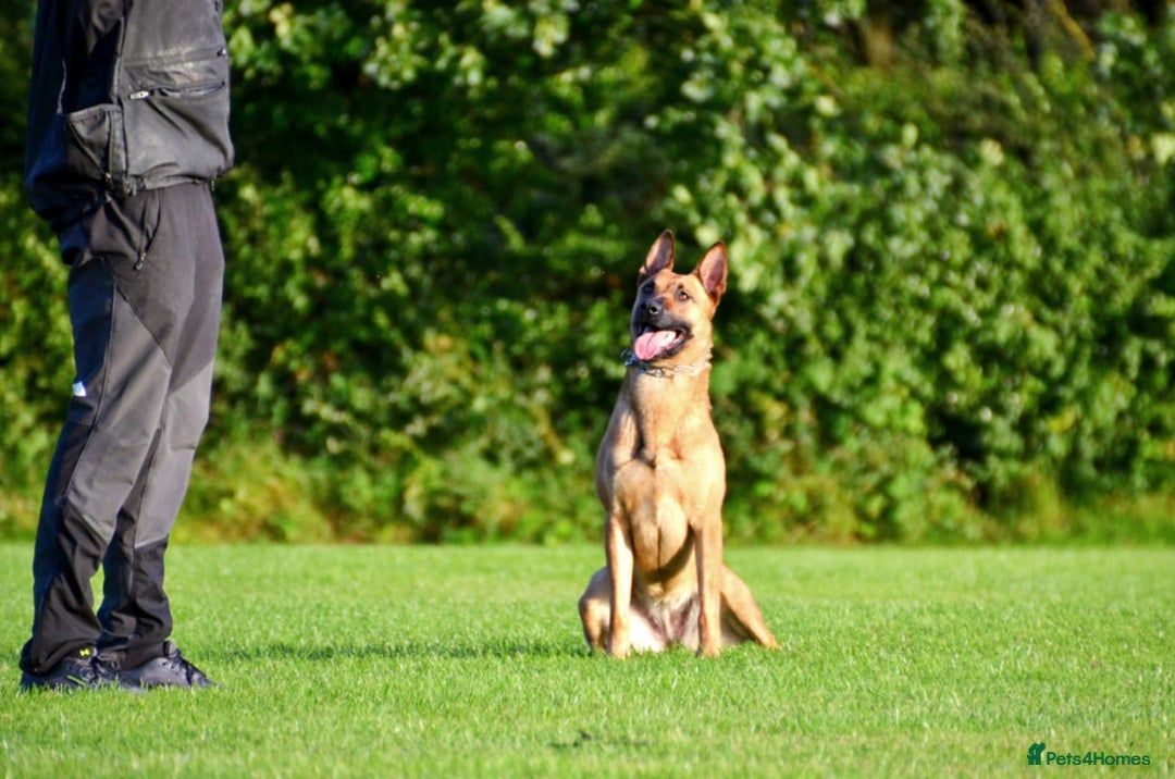 Mixed Breed dogs for sale: Czech shepherd x Belgium malinois - Image 8