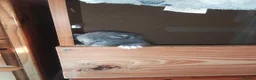 Mixed Breed cats for sale: ***WINONA & MISCHIEF – LAST TWO KITTENS LEFT!!!*** - Advert 6